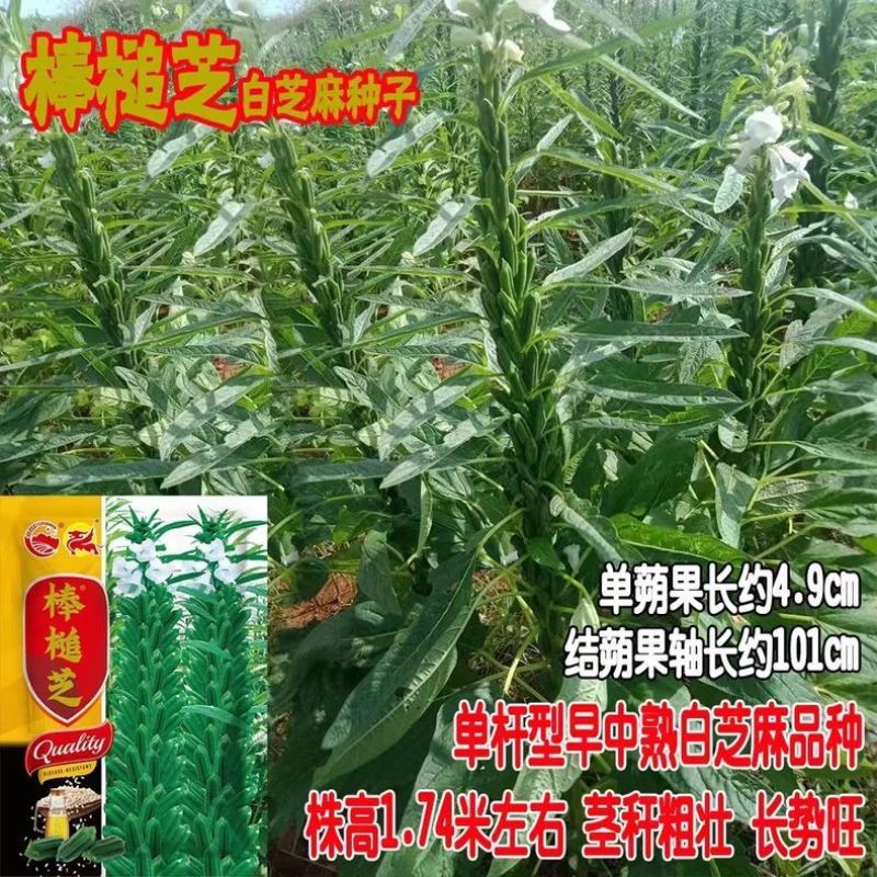 地天白芝麻种高产抗病抗倒伏白芝麻种籽大田基地用芝麻种
