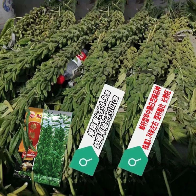 地天白芝麻种高产抗病抗倒伏白芝麻种籽大田基地用芝麻种