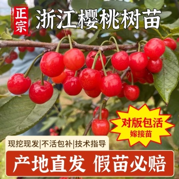 浙江小樱桃树苗短柄红妃黑珍珠嫁接果苗新品对版包活
