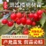 浙江小樱桃树苗短柄红妃黑珍珠嫁接果苗新品对版包活