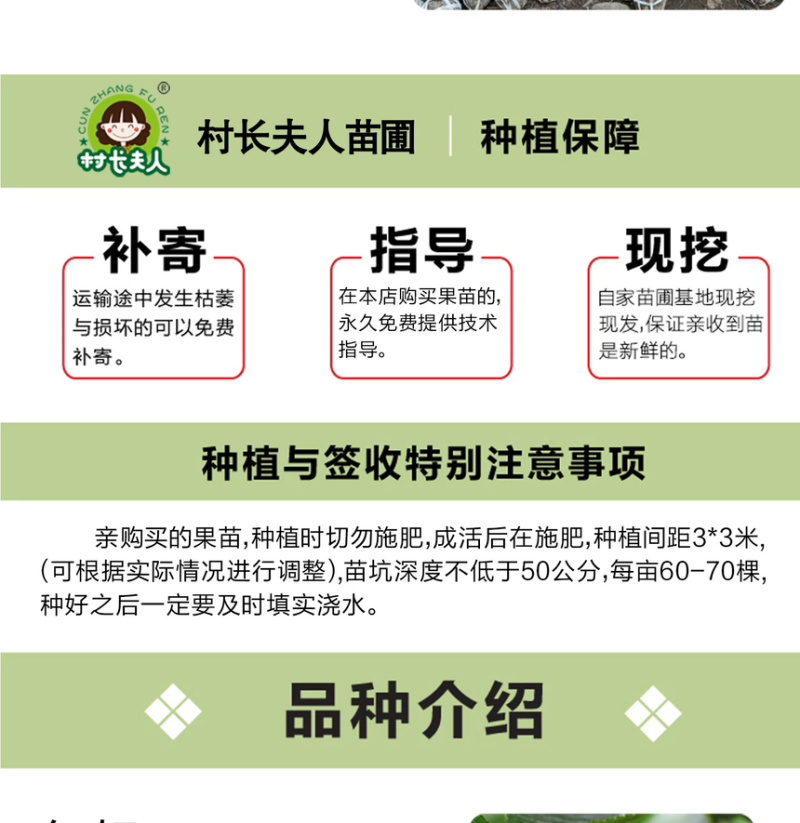 浙江小樱桃树苗短柄红妃黑珍珠嫁接果苗新品对版包活