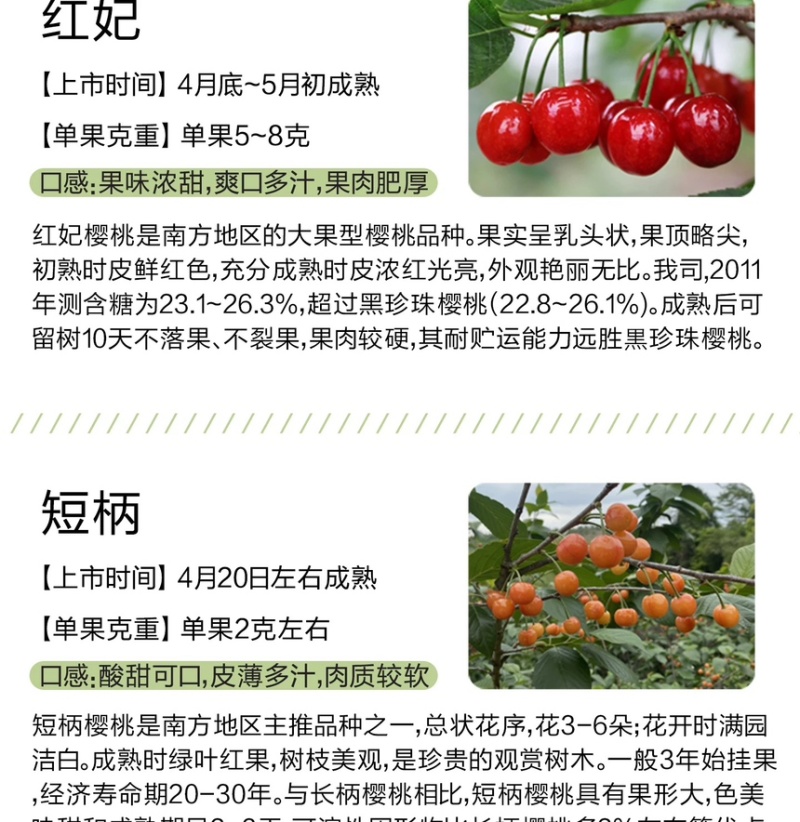 浙江小樱桃树苗短柄红妃黑珍珠嫁接果苗新品对版包活