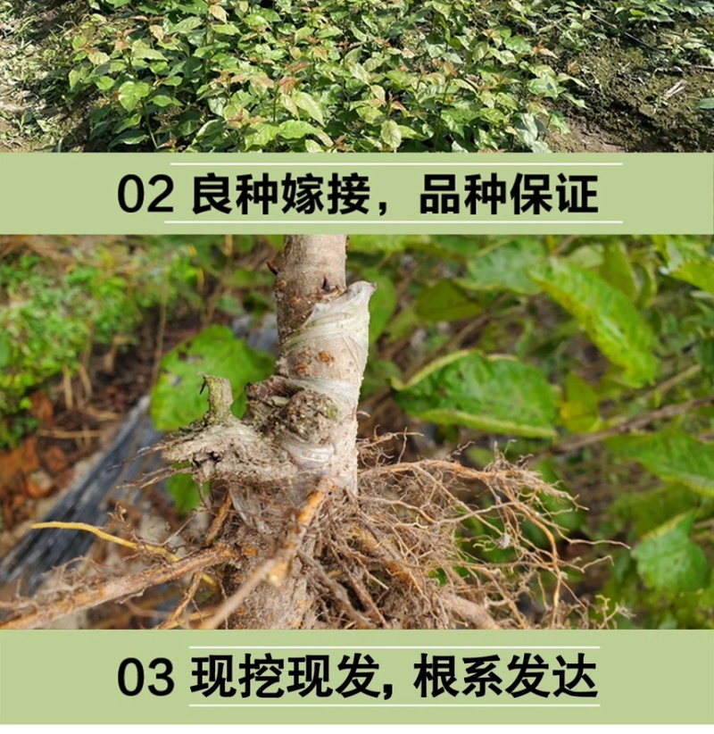 浙江小樱桃树苗短柄红妃黑珍珠嫁接果苗新品对版包活