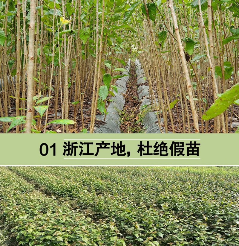 浙江小樱桃树苗短柄红妃黑珍珠嫁接果苗新品对版包活