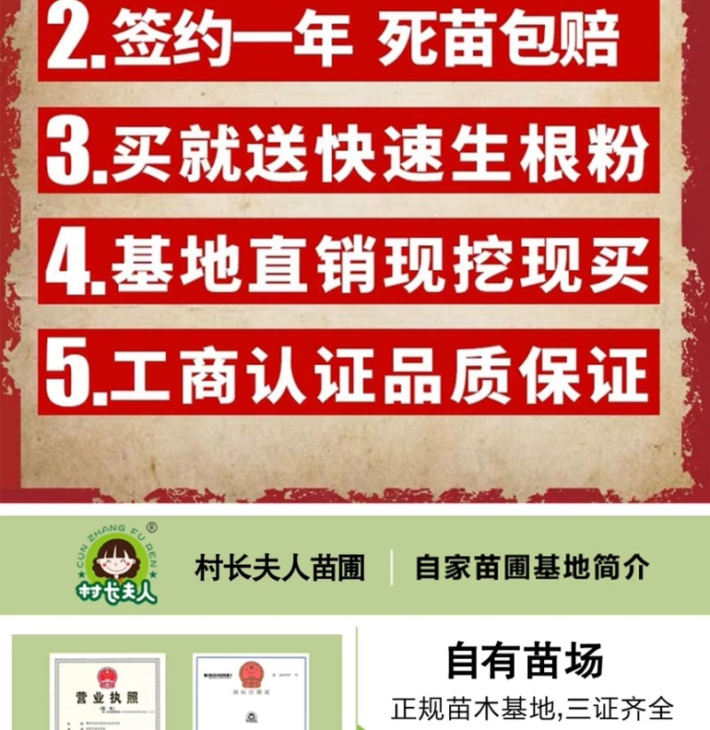浙江小樱桃树苗短柄红妃黑珍珠嫁接果苗新品对版包活