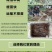 浙江小樱桃树苗短柄红妃黑珍珠嫁接果苗新品对版包活