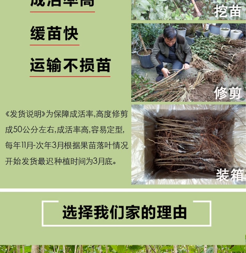 浙江小樱桃树苗短柄红妃黑珍珠嫁接果苗新品对版包活