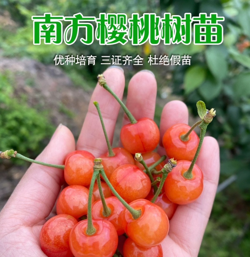 浙江小樱桃树苗短柄红妃黑珍珠嫁接果苗新品对版包活