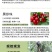 浙江小樱桃树苗短柄红妃黑珍珠嫁接果苗新品对版包活