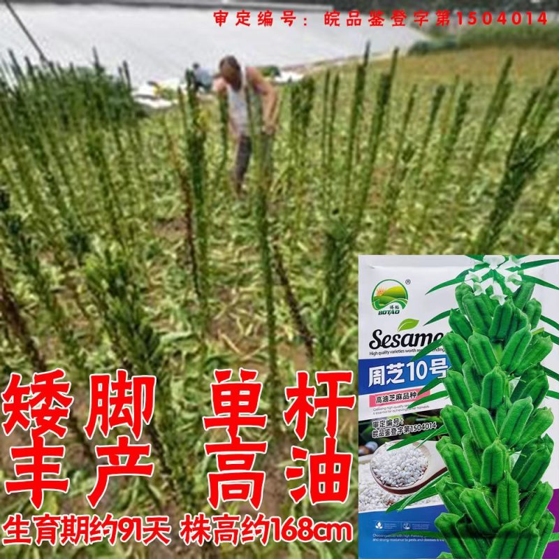 地天白芝麻种高产抗病抗倒伏白芝麻种籽大田基地用芝麻种
