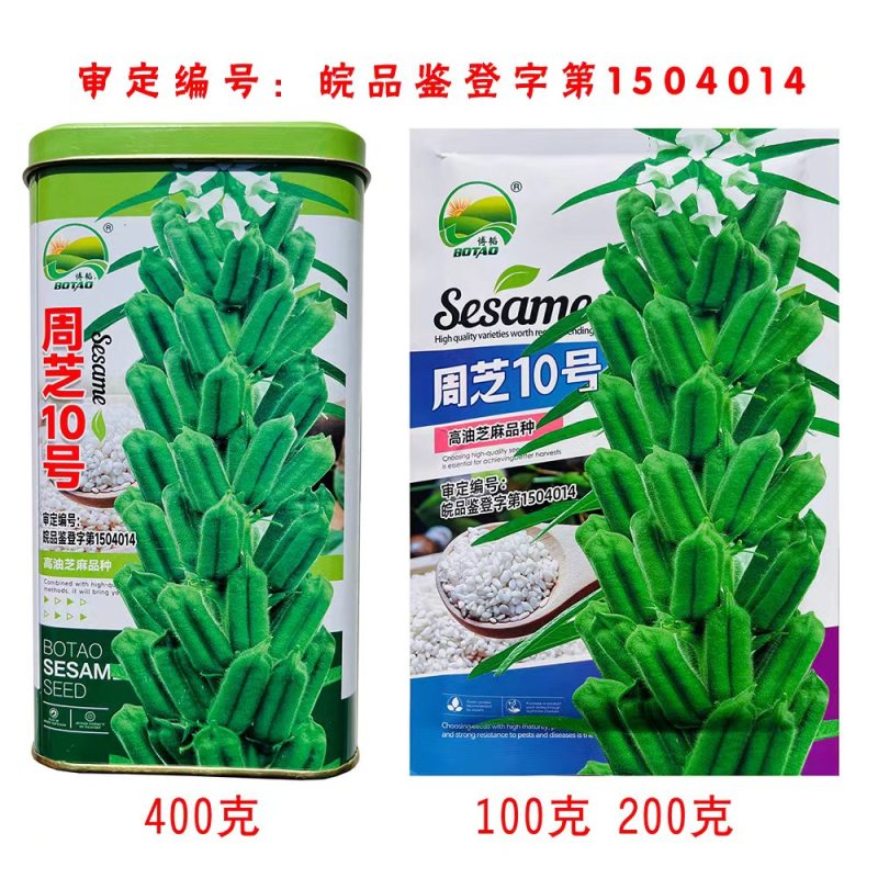 地天白芝麻种高产抗病抗倒伏白芝麻种籽大田基地用芝麻种