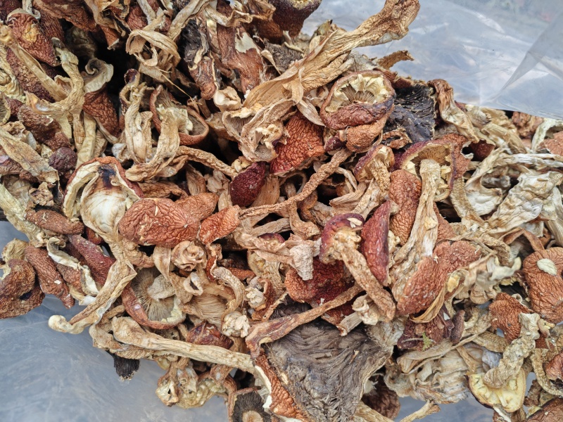 赤松茸球盖菇大量产新全国发货支持一件代发