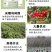 红妃樱桃苗正宗浙江南方樱桃树苗假一赔十对版包活