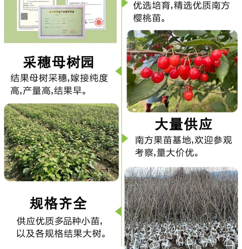 红妃樱桃苗正宗浙江南方樱桃树苗假一赔十对版包活