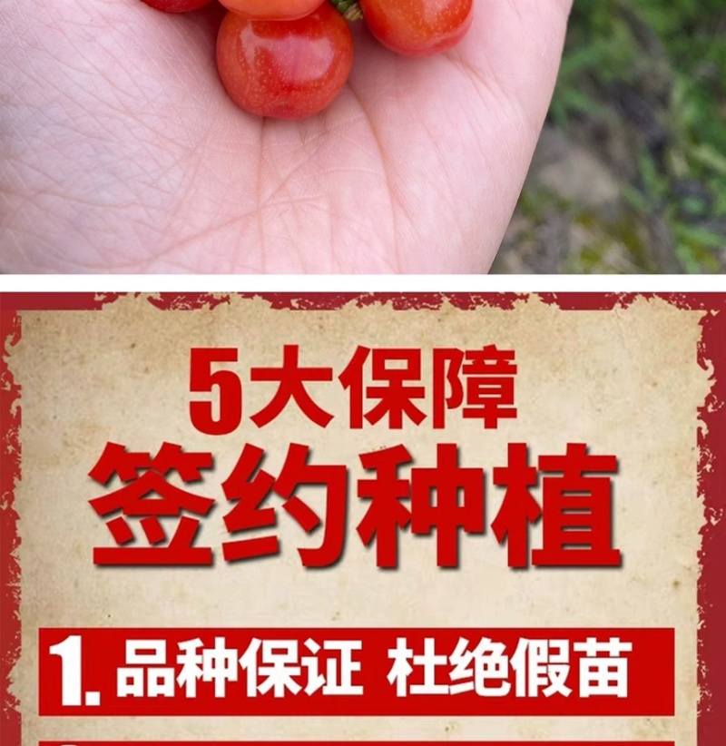 红妃樱桃苗正宗浙江南方樱桃树苗假一赔十对版包活