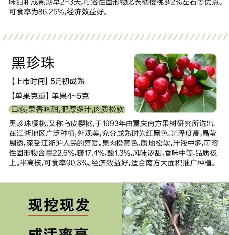 红妃樱桃苗正宗浙江南方樱桃树苗假一赔十对版包活