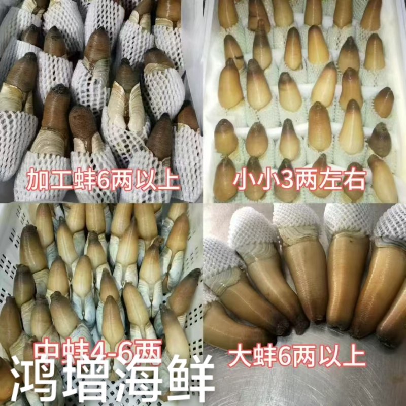 象拔蚌朝鲜蚌赤身水蚌大蚌中蚌小蚌加工蚌