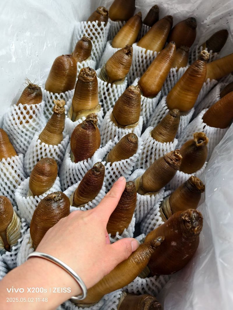 象拔蚌朝鲜蚌赤身水蚌大蚌中蚌小蚌加工蚌