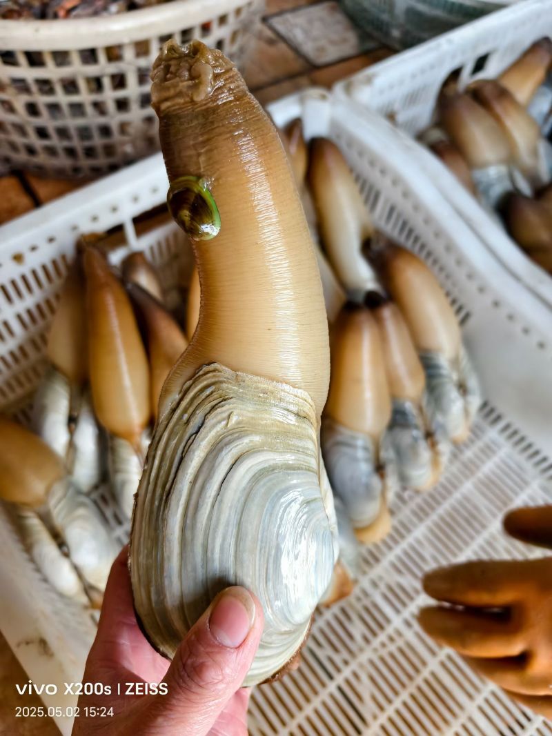 象拔蚌朝鲜蚌赤身水蚌大蚌中蚌小蚌加工蚌