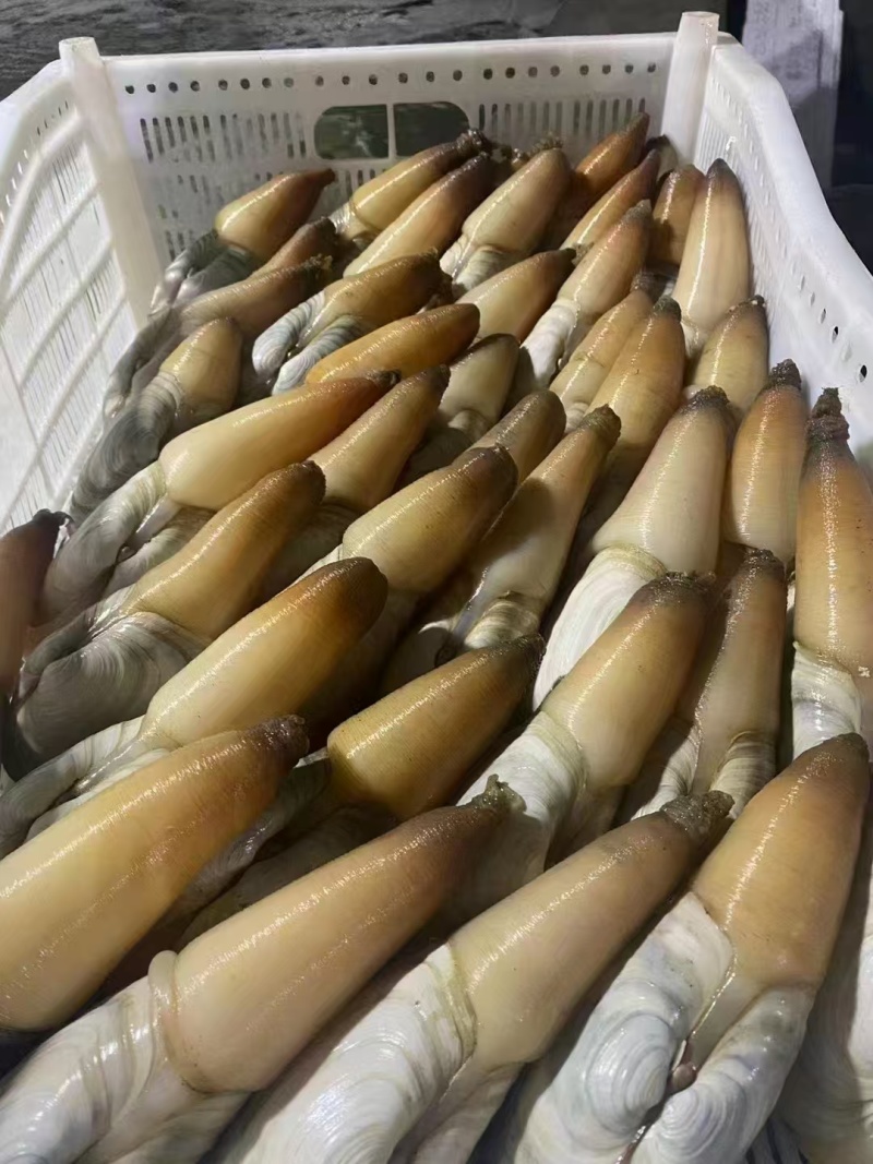 象拔蚌朝鲜蚌赤身水蚌大蚌中蚌小蚌加工蚌