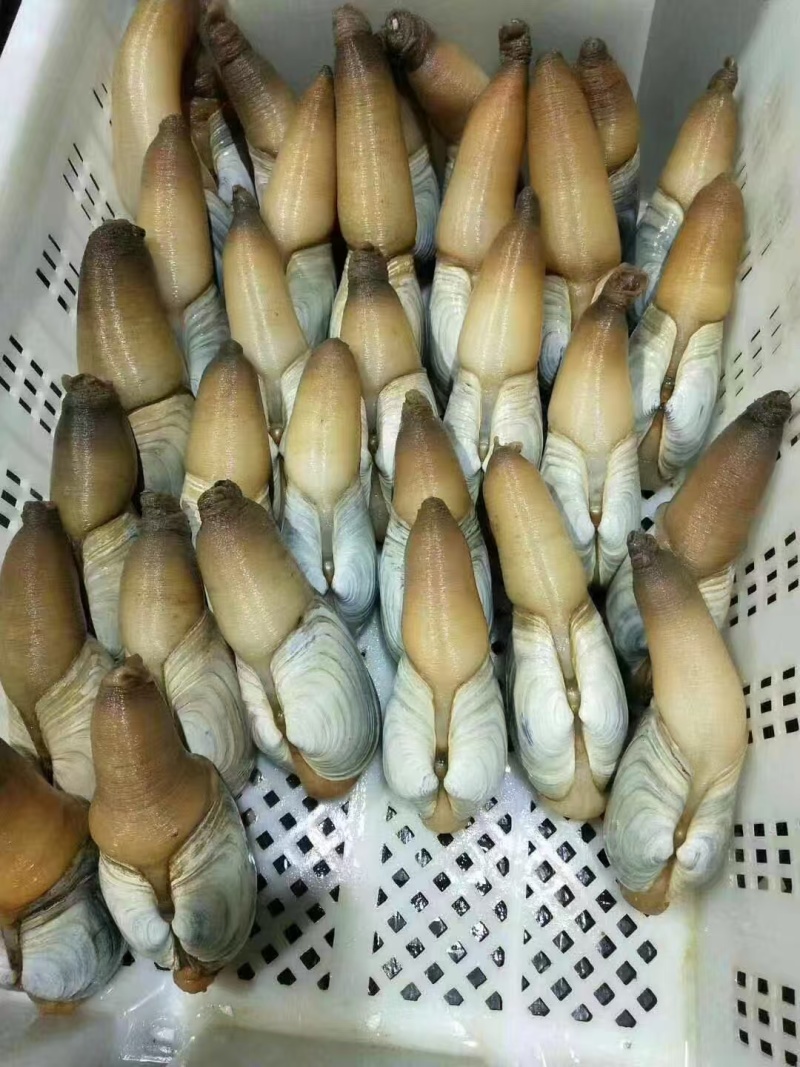 象拔蚌朝鲜蚌赤身水蚌大蚌中蚌小蚌加工蚌