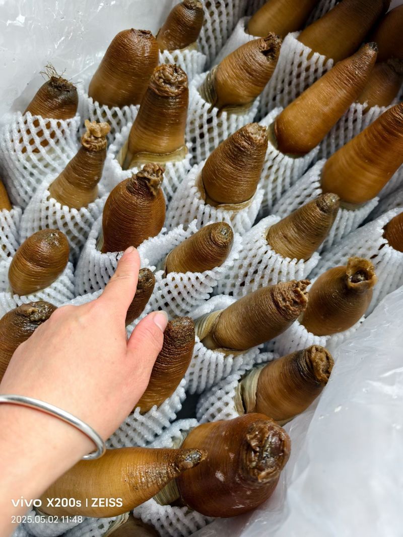 象拔蚌朝鲜蚌赤身水蚌大蚌中蚌小蚌加工蚌