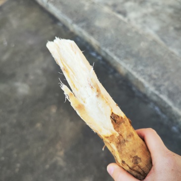 野生葛根粉