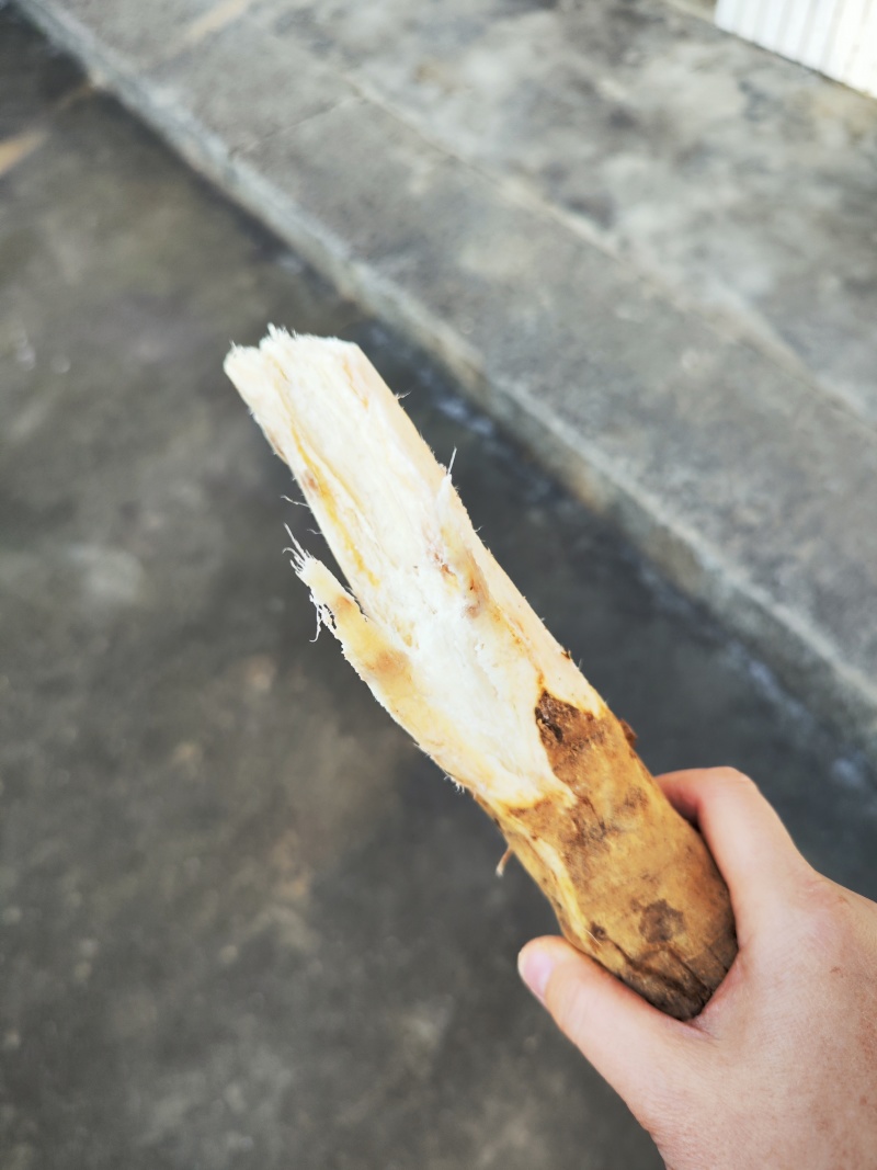 野生葛根粉