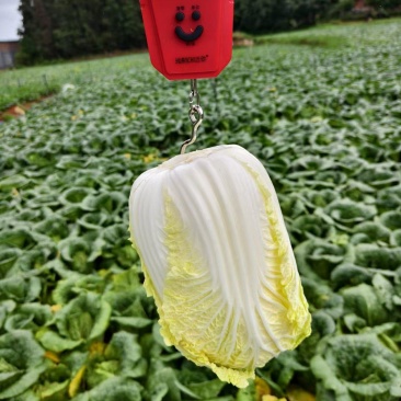 精品大娃，