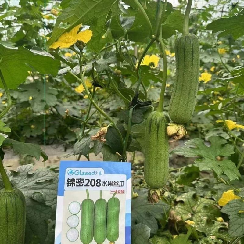 锦密208水果丝瓜种子杂交短棒型硬度好耐运输春秋肉丝瓜
