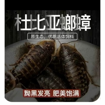 干净卫生绿色养殖