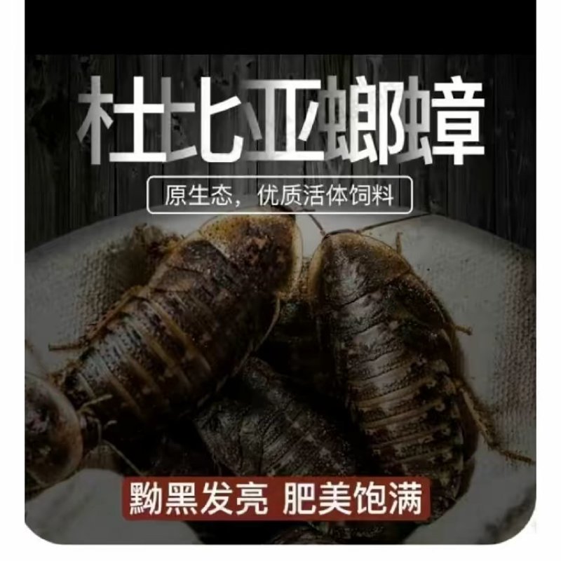 干净卫生绿色养殖