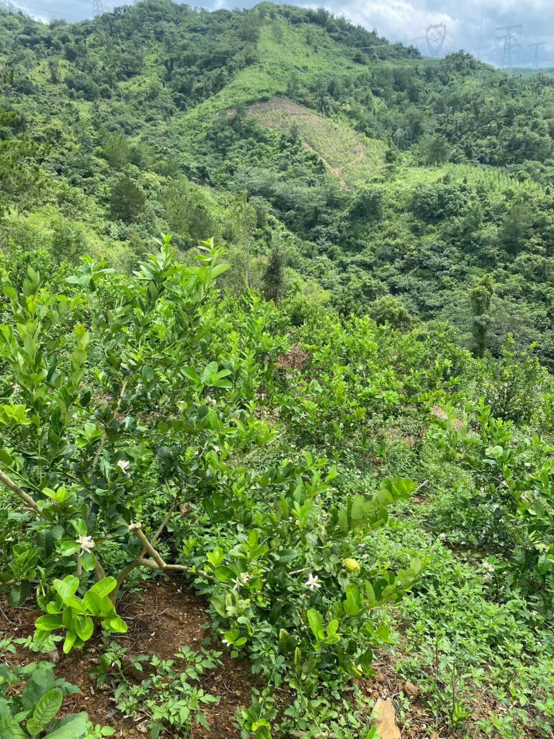 香水柠檬
