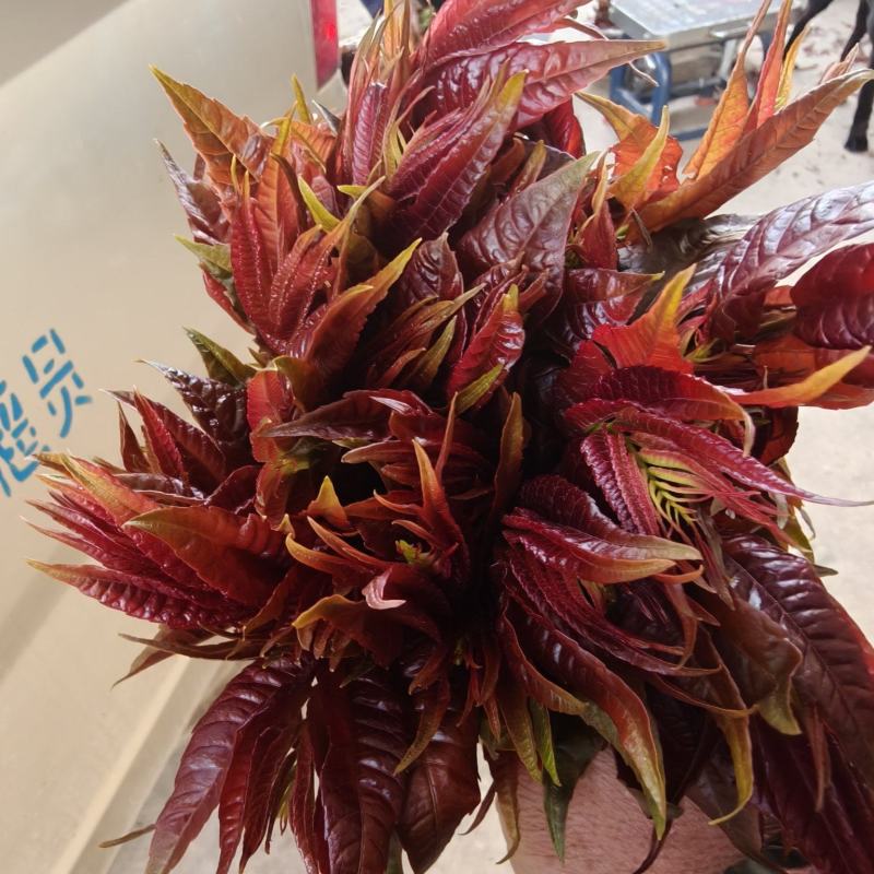 舌尖上的美食，唯有美食不可辜负