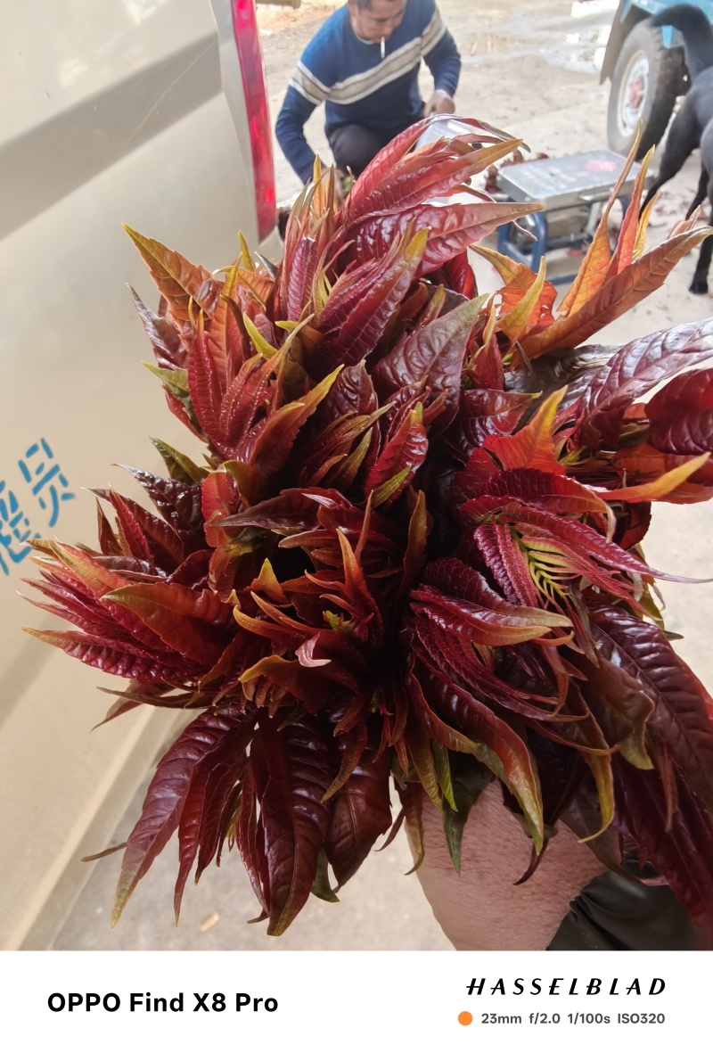 舌尖上的美食，唯有美食不可辜负
