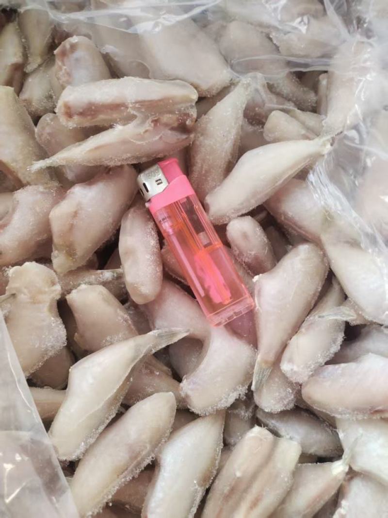 马面鱼