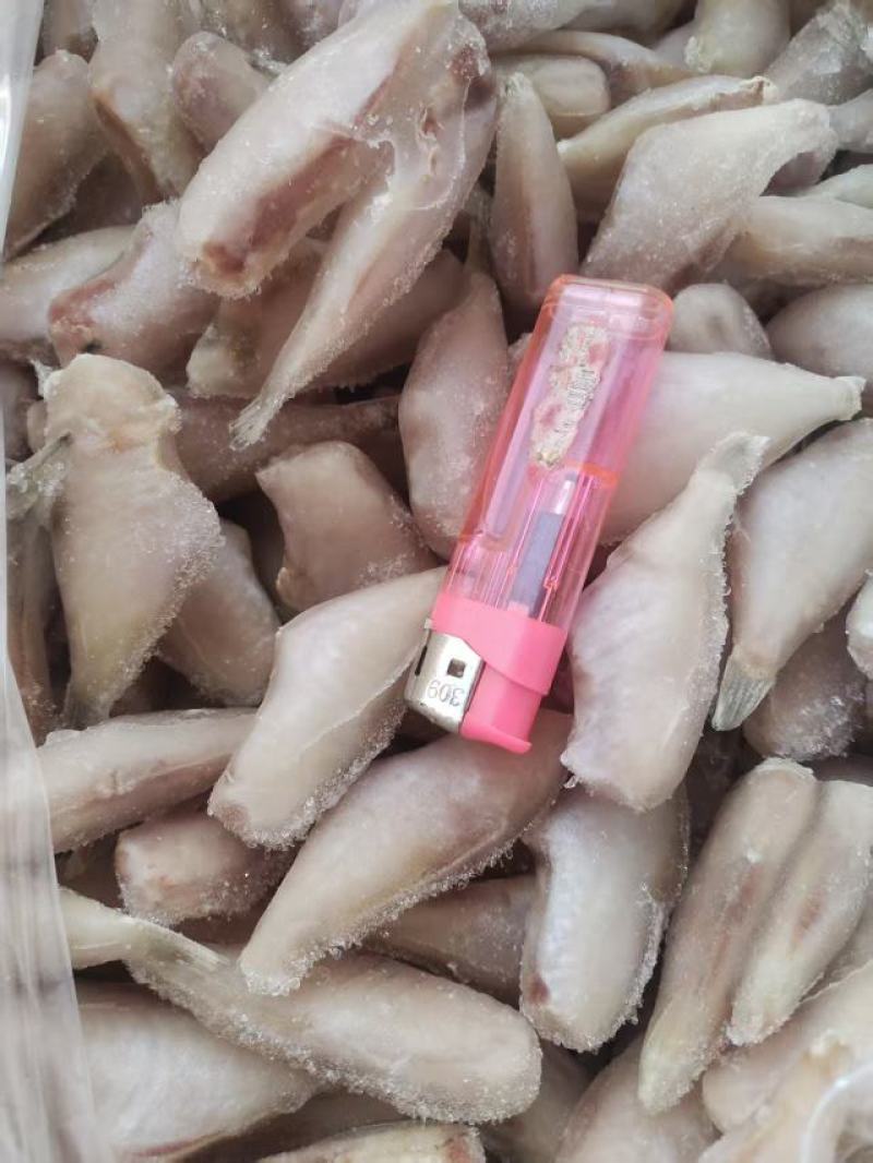 马面鱼