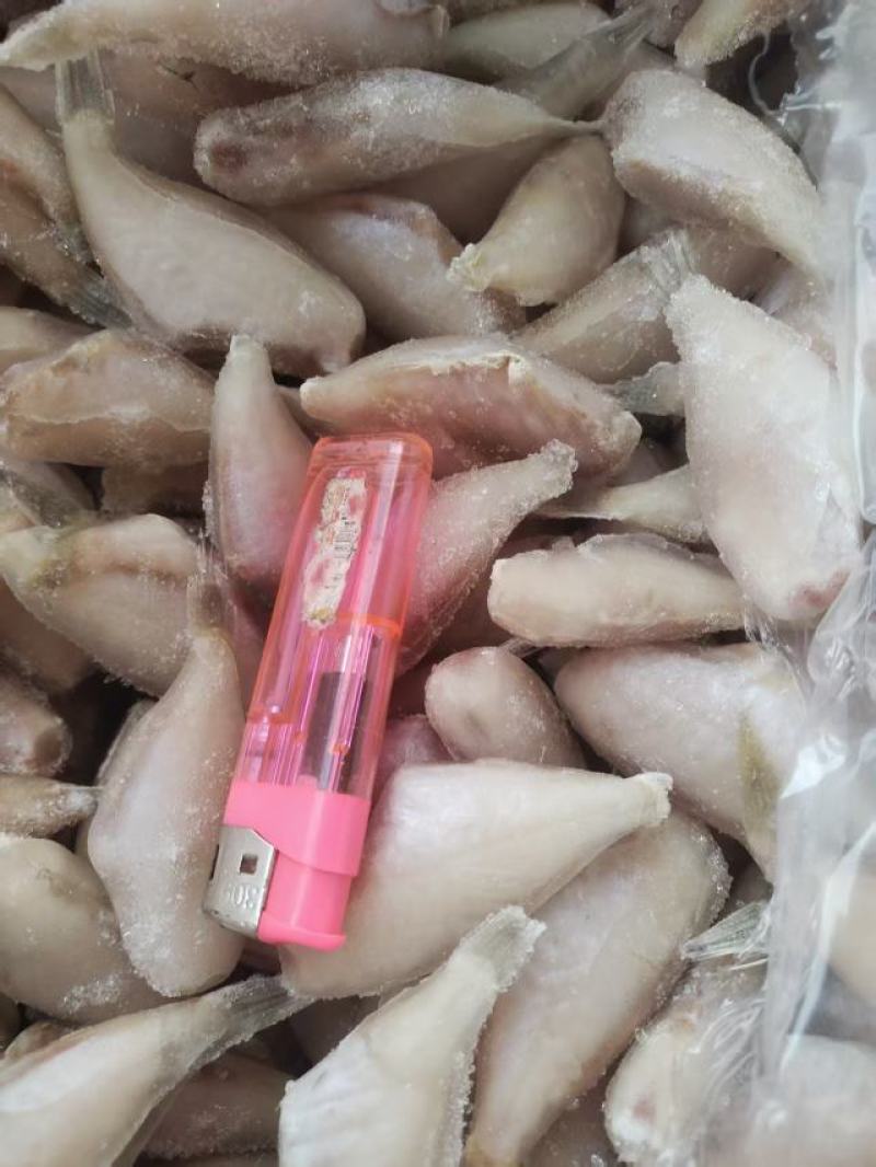 马面鱼