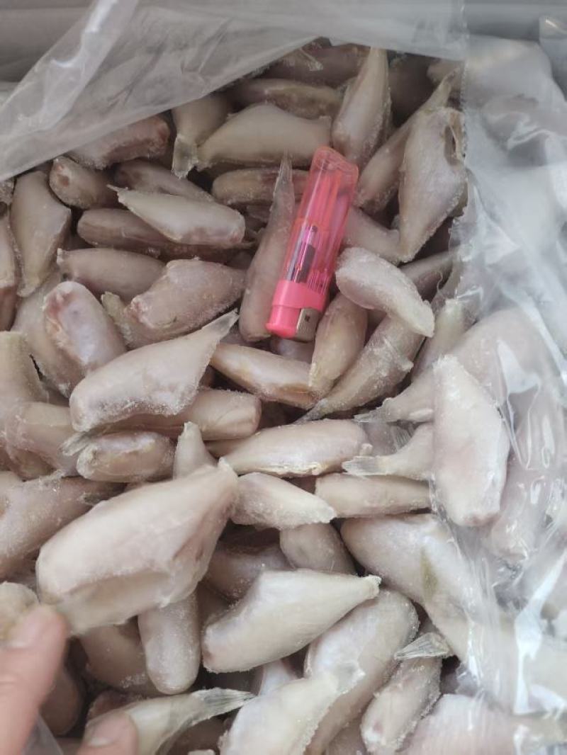 马面鱼
