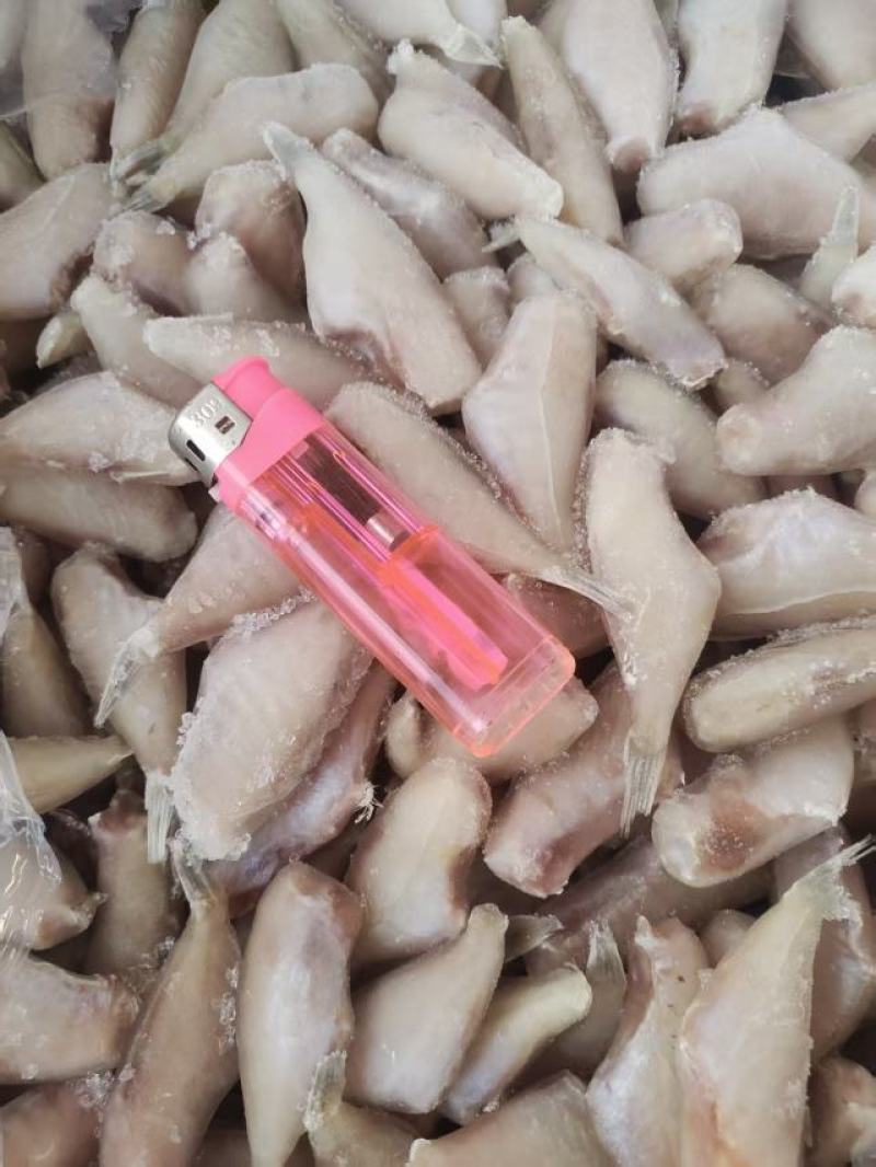 马面鱼