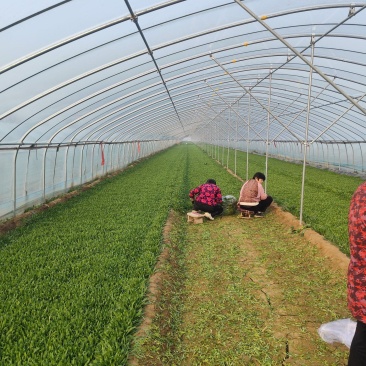 【面条菜】我们是走原棚菜为主，价格合适，质量有保证。