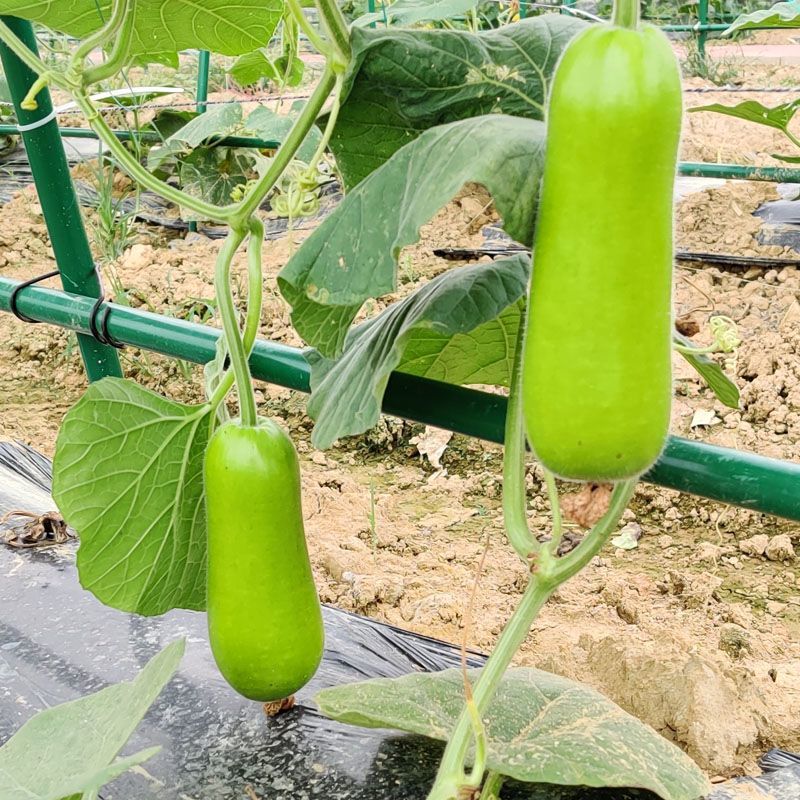 头王12号早熟短棒蒲瓜种子瓠瓜种葫芦瓜籽抗寒耐热高产