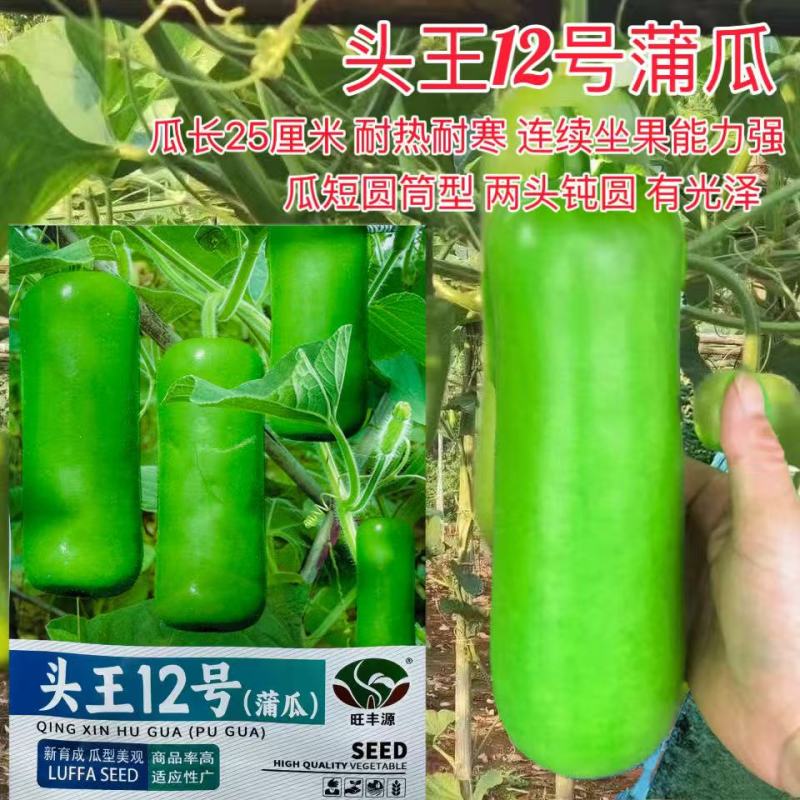 头王12号早熟短棒蒲瓜种子瓠瓜种葫芦瓜籽抗寒耐热高产