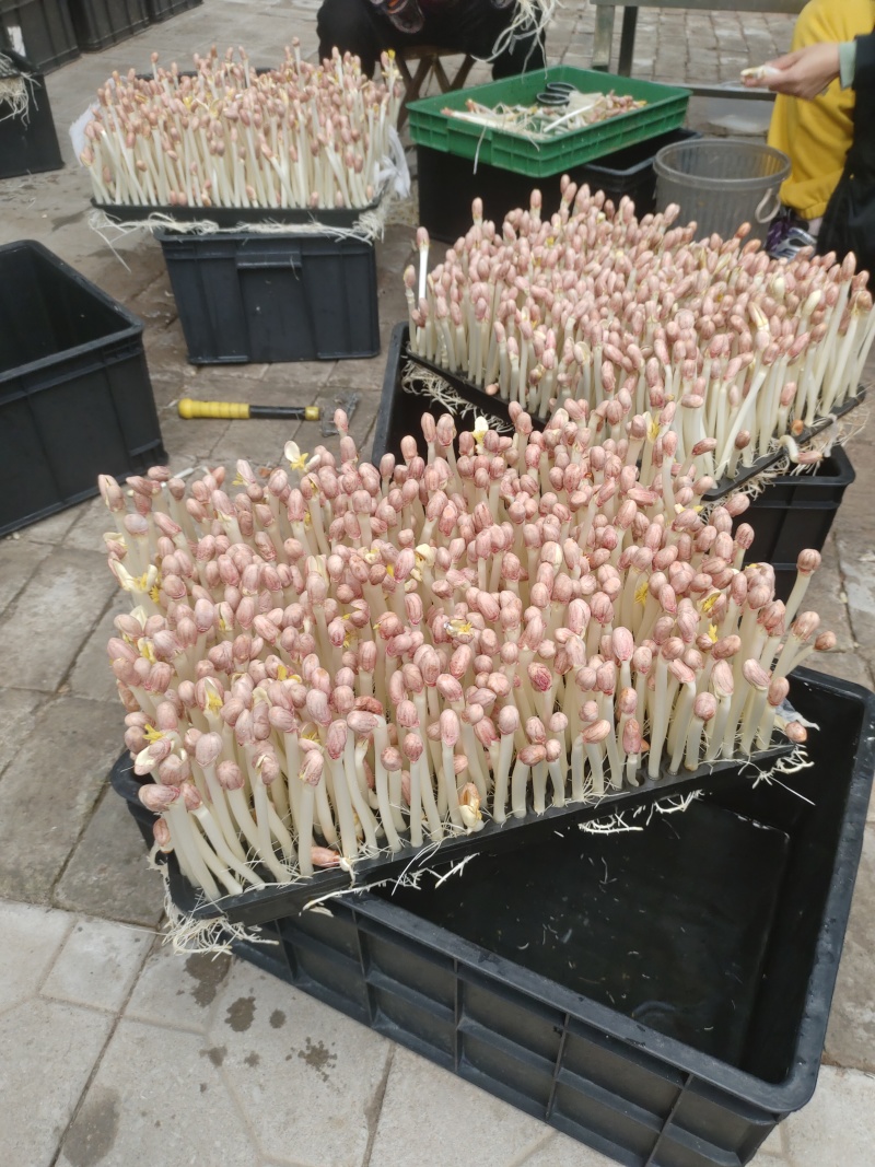 花生芽