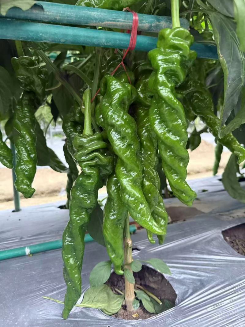 苏螺105早中熟杂交螺丝椒种子果皮绿色皮厚味香辣膨果快抗