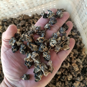 猴脑菇小个头猴脑菌核桃菌批发零售自产自销猴脑菌颜色黑猴脑