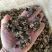 猴脑菇小个头猴脑菌核桃菌批发零售自产自销猴脑菌颜色黑猴脑
