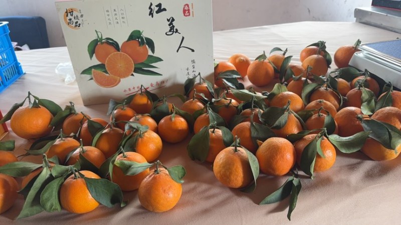 红美人柑橘大量供应，全国发货，诚信经营，可视频看货