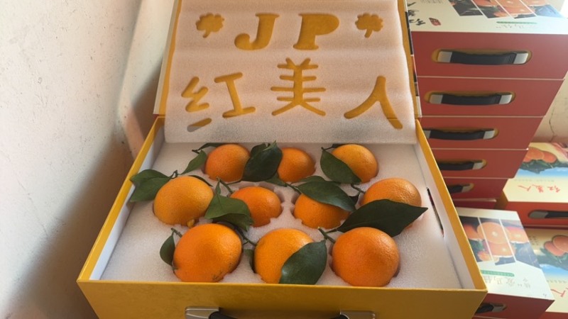 红美人柑橘大量供应，全国发货，诚信经营，可视频看货