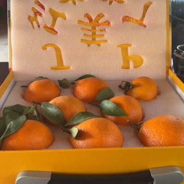 红美人柑橘大量供应，全国发货，诚信经营，可视频看货